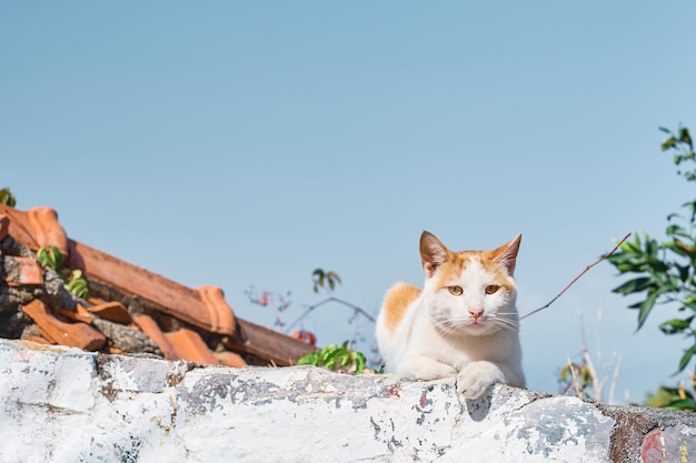 Foto grátis gato sentado em cima do muro olha para o quadro as ruas da cidade velha animais no ambiente urbano cuidados com os animais ecossistemas urbanos a ideia de coexistência no ecossistema urbano