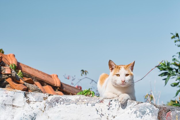 Gato sentado em cima do muro olha para o quadro as ruas da cidade velha animais no ambiente urbano Cuidados com os animais ecossistemas urbanos a ideia de coexistência no ecossistema urbano