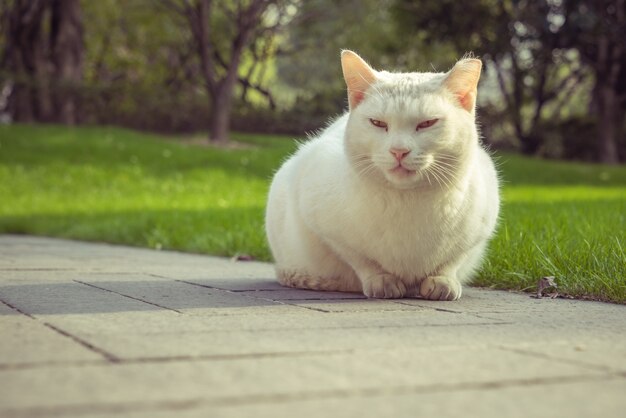 Gato, sentando, footpath