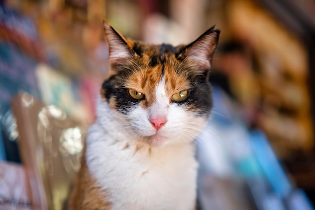 Gato turco de três cores olha para a câmera