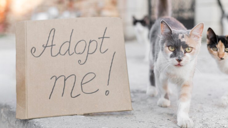 Foto grátis gatos adoráveis ao ar livre com sinal de adote-me