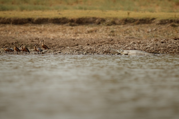 Gavial indiano no santuário natural do rio chambal