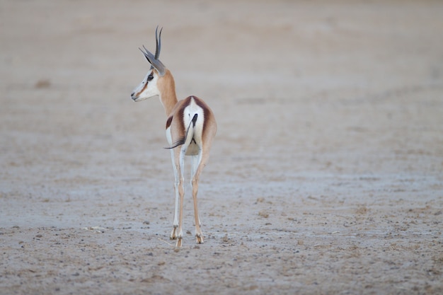 Gazela bonita capturada por trás no meio do deserto