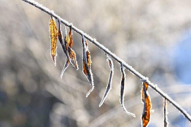 Geada e neve nos galhos. Fundo sazonal de inverno linda. Foto da natureza congelada.