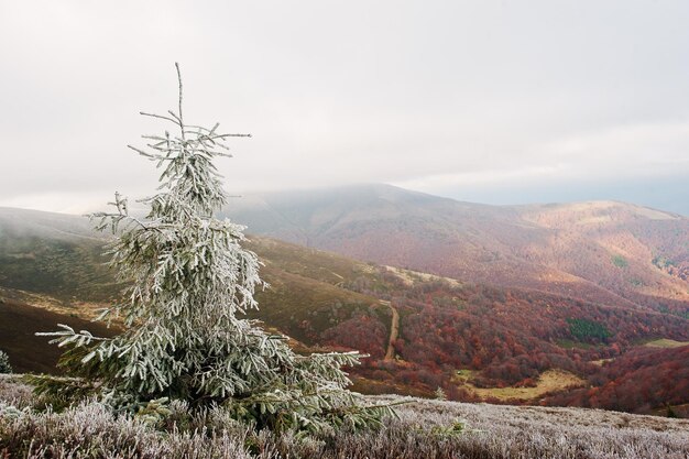 Geada na floresta de outono de fundo de árvore de ano novo nas montanhas dos cárpatos primeira reunião de neve do outono com inverno