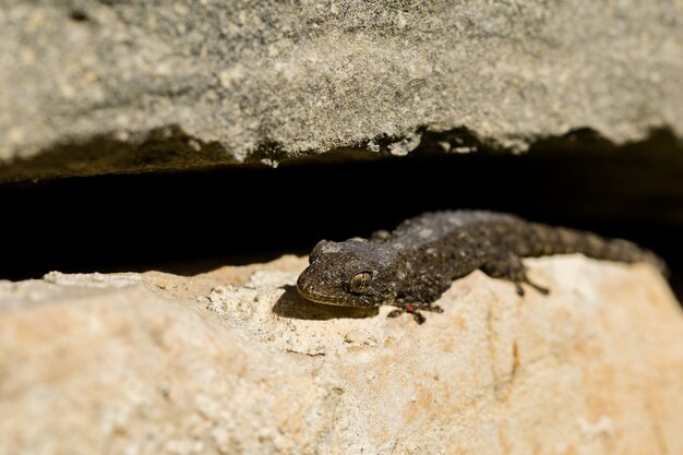 Gecko mouro, Tarentola mauritanica, tomando sol e derramando sua pele.