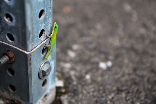 Foto grátis gecko subindo