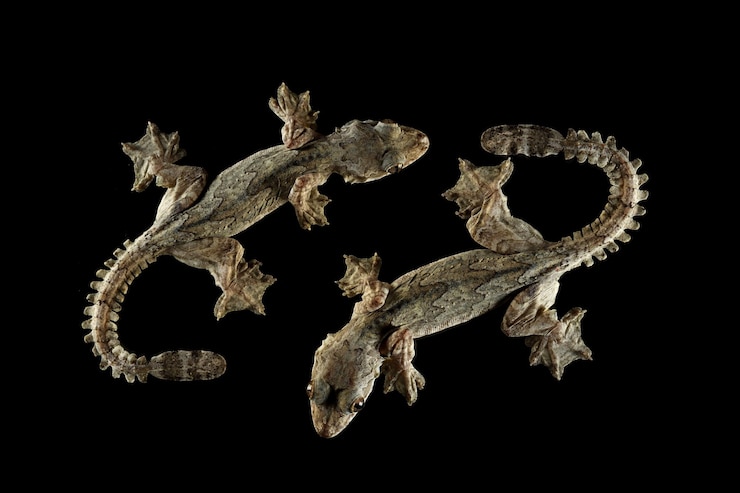 Foto grátis gecko voador isolado em fundo preto gecko voador fechado em fundo preto