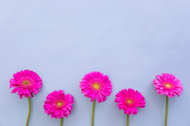 Foto grátis gerbera rosa flores sobre o pano de fundo azul