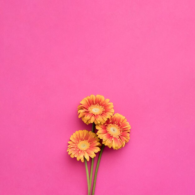 Gerberas laranja em rosa