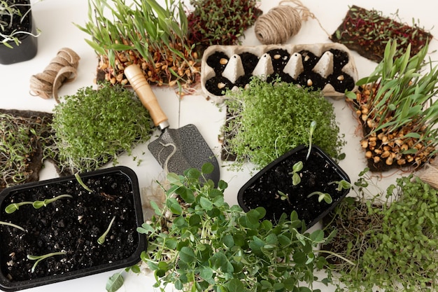 Foto grátis germinação de microgreens germinação de sementes em casa