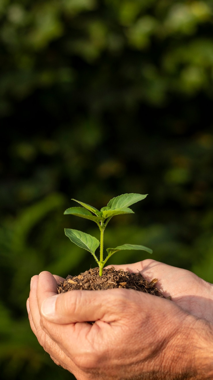 Foto grátis germinar do solo de perto