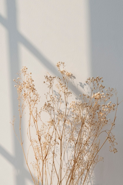 Gipsófila seca com sombra de janela em parede bege