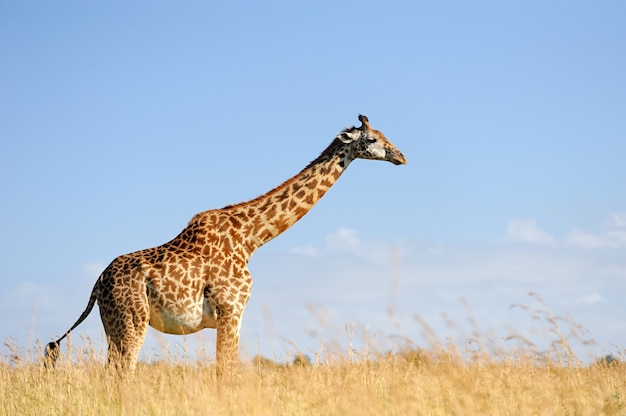 Girafa em savana na áfrica