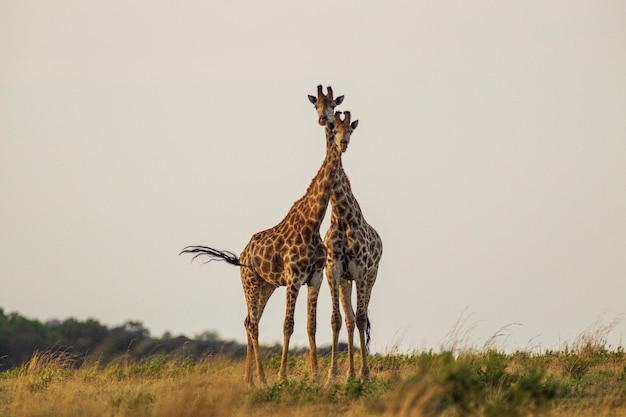 Girafa fofa na áfrica do sul