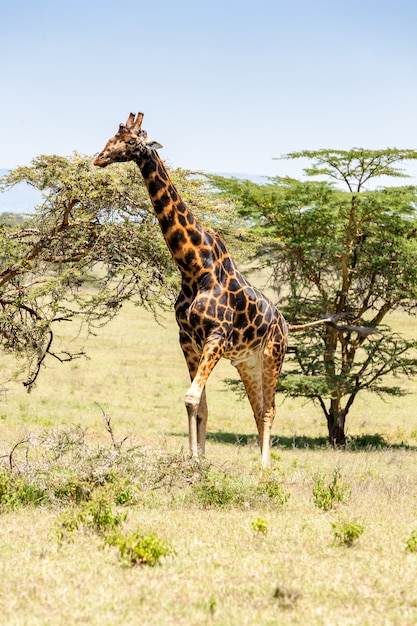 Foto grátis girafa na grama