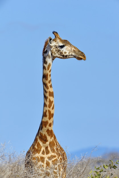 Foto grátis girafa no parque nacional do quênia