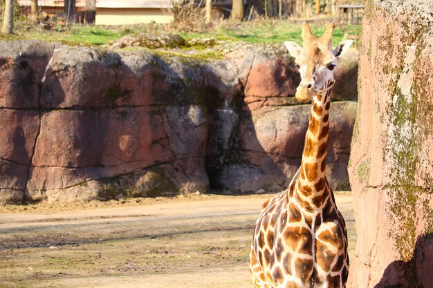 Girafa parada no parque cercada por grama