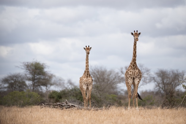 Girafas caminhando no mato com céu nublado