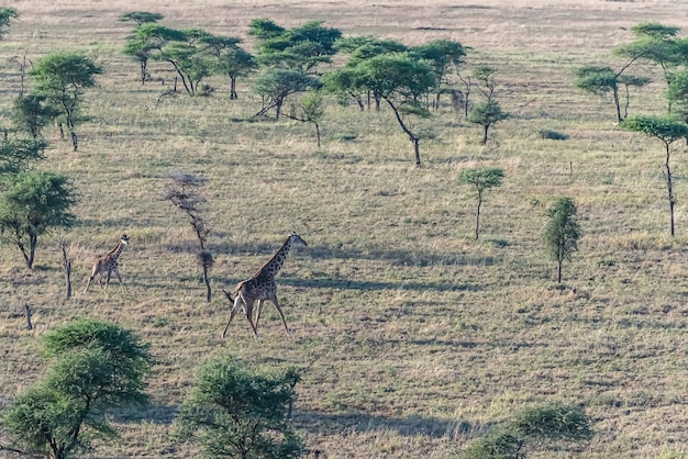 Girafas em um campo coberto de grama e árvores sob a luz do sol durante o dia