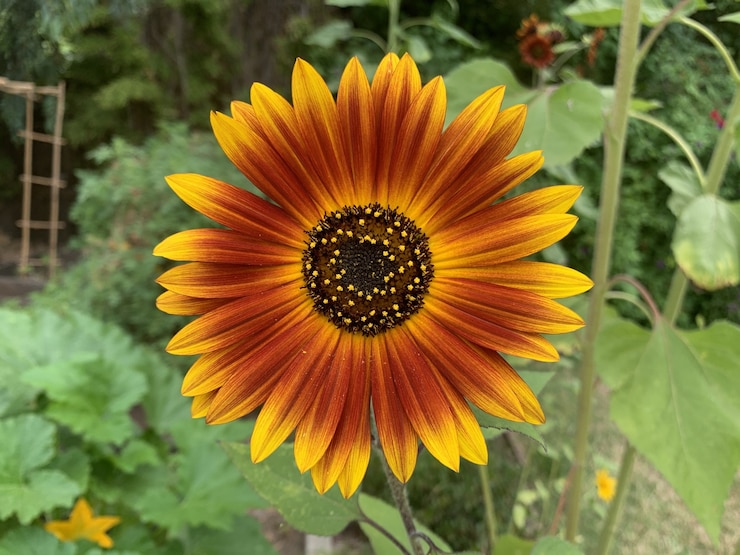 Foto grátis girassol andador de laranja lindamente florido