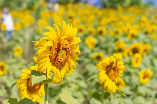 Girassol em um belo jardim amarelo.