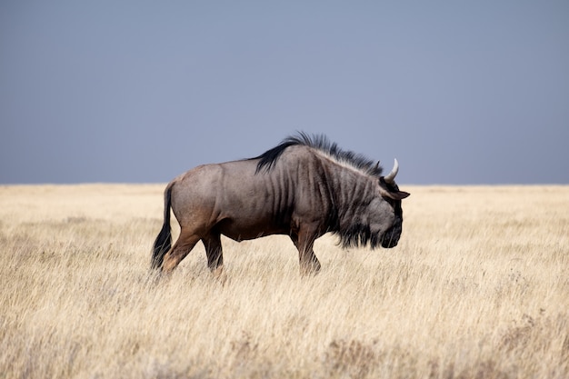 Gnu marrom andando em um campo gramado sob o céu azul