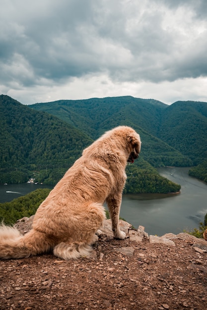 Golden Retriever sentado em uma rocha no fundo de montanhas verdes e um lago