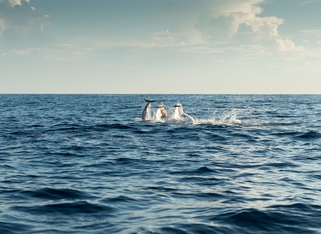 Golfinhos no oceano pacífico