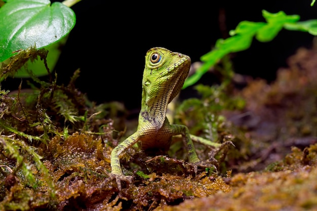 Gonocephalus doriae vista frontal em animal musgo closeup