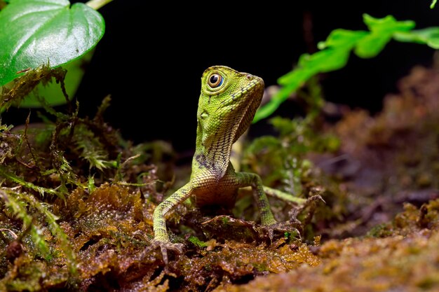 Gonocephalus doriae vista frontal em animal musgo closeup