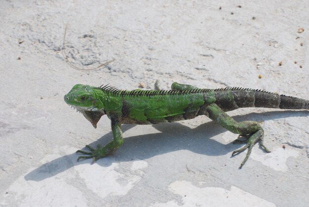 Gorila mastigando folhas verdes.