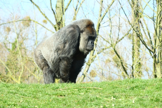 Gorila negro cercado por árvores durante o dia
