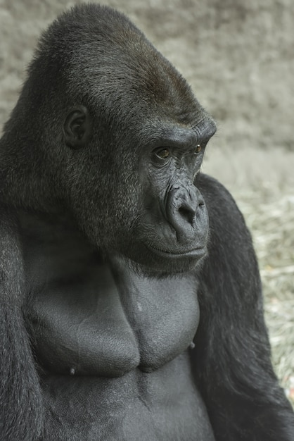 Gorila olhando à distância