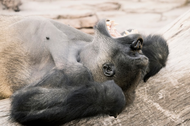 Foto grátis gorila
