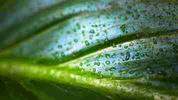 Foto grátis gota d'água macro na folha da planta desfocada