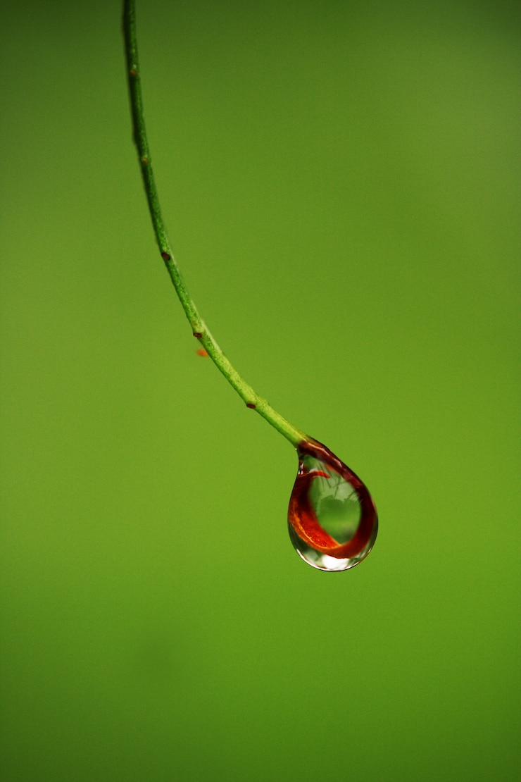 Foto grátis gota de água caindo de uma planta