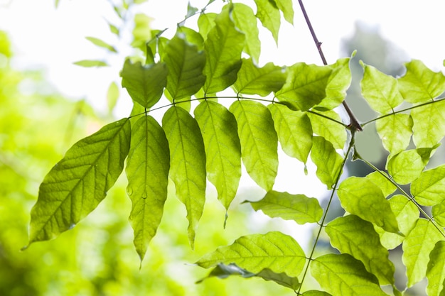 Gota de água nas folhas verdes de uma árvore