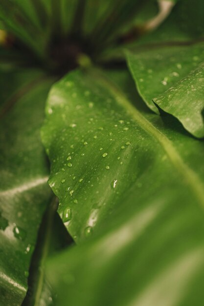 Gotas de água na folha verde