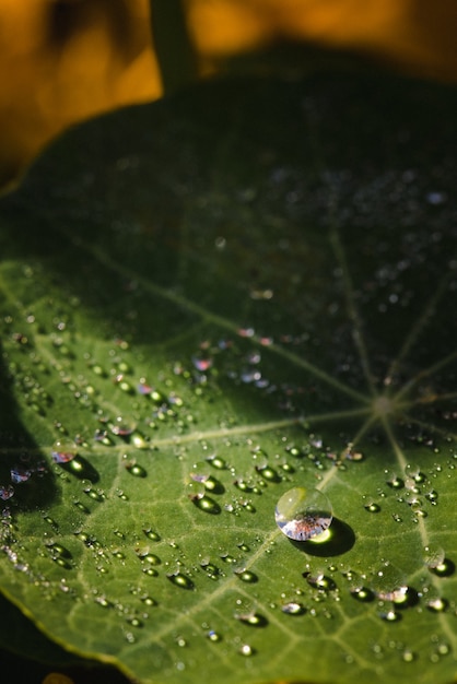 Foto grátis gotas de água na folha verde