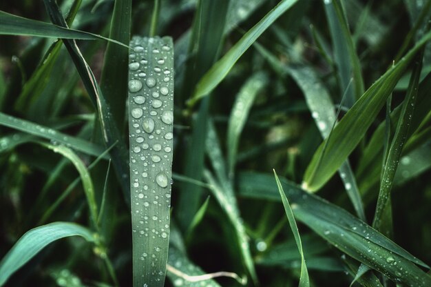 Gotas de água na grama verde