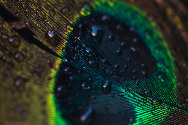 Gotas de água no pavão bonito sobre o pano de fundo texturizado de parede