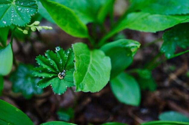 Gotas de orvalho brilhantes na grama verde closeup foco seletivo Grama verde suculenta em pingos de chuva fundo da natureza da floresta