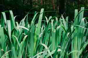 Foto grátis grama verde crescendo no jardim durante o dia