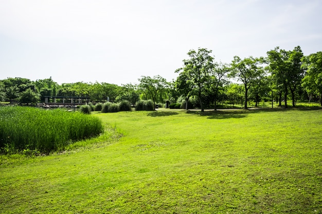 Grama verde em um campo de golfe