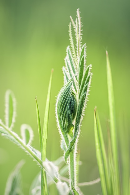 Grama verde fresca em um prado