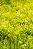 Foto grátis grama verde longa no verão