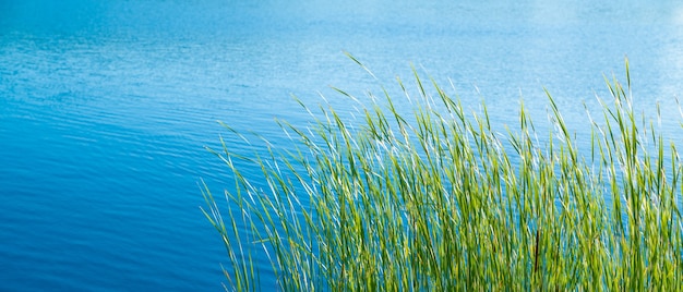Grama verde na margem de um lago calmo em um dia ensolarado