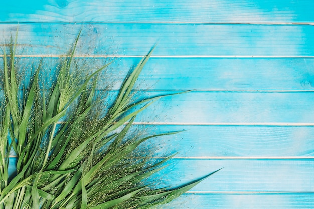 Grama verde na mesa azul