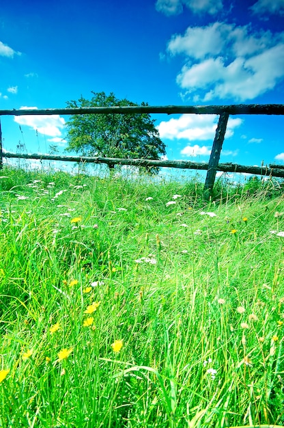 Foto grátis gramado com flores desabrochando